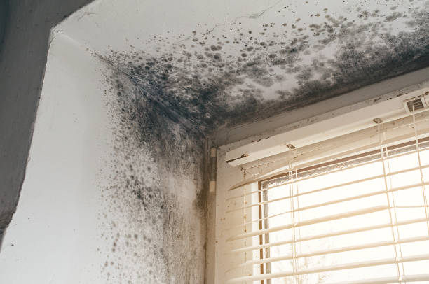 Affordable Mold Cleanup solutions in Kent City, MI
